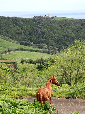 Pferd und Leuchtturm