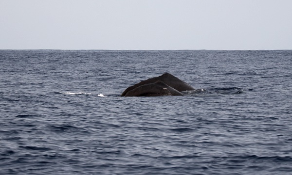 Pottwalmutter und Kalb