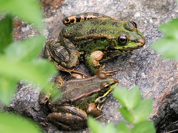 Frösche