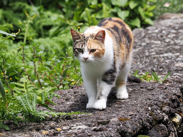 Katze
