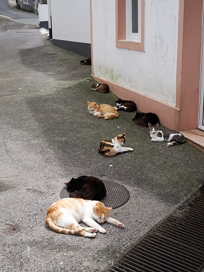 Katzen
