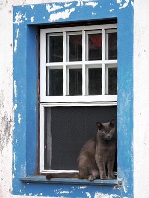 Katze