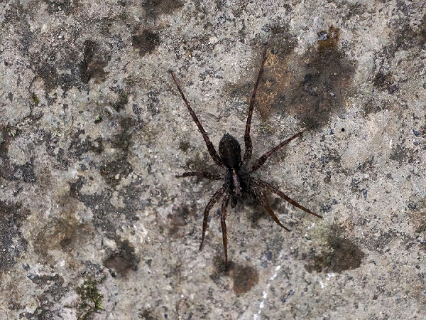 Spinne