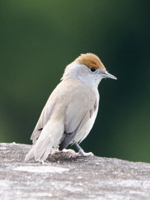Azoren-Mönchgrasmücke Weibchen (Sylvia atricapilla gularis)