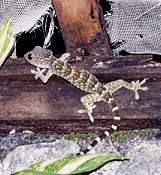 Gekko