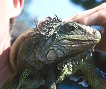 Echse auf Michaels Schulter