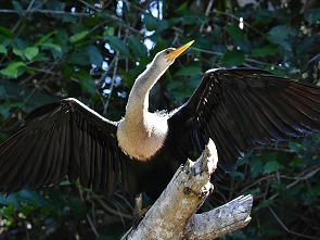 Anhinga