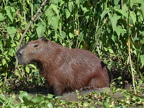 Capybara