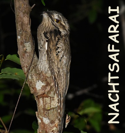 Great Potoo
