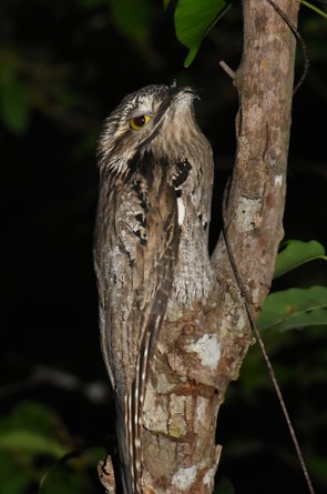 Common Potoo