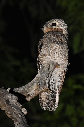 Great Potoo