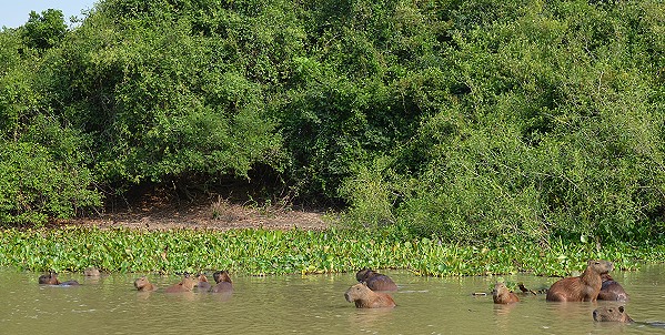 Capybaras