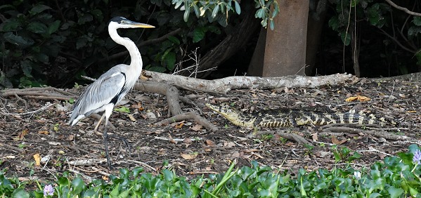 Reiher und Kaiman Mutter