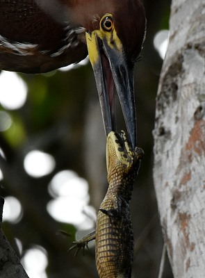 Reiher mit Baby Kaiman