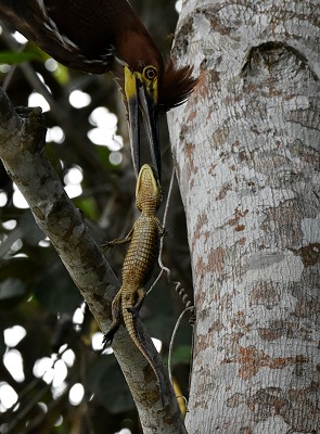 Reiher mit Baby Kaiman