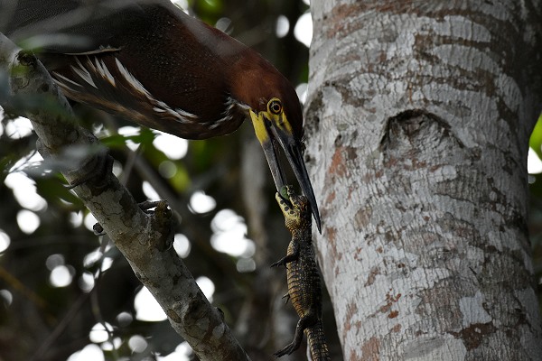 Reiher mit Baby Kaiman