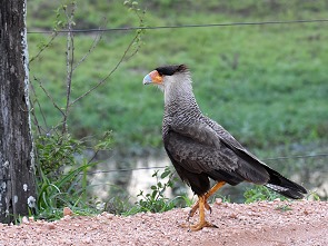 Caracara
