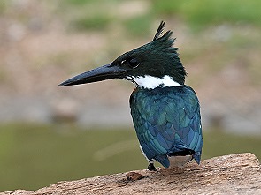 Kingfisher