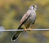 Vogel