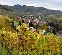Weinanbau