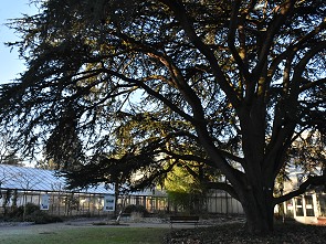 Libanonzeder vor altem Gewächshaus