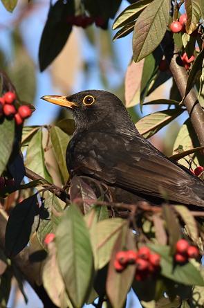 Amsel