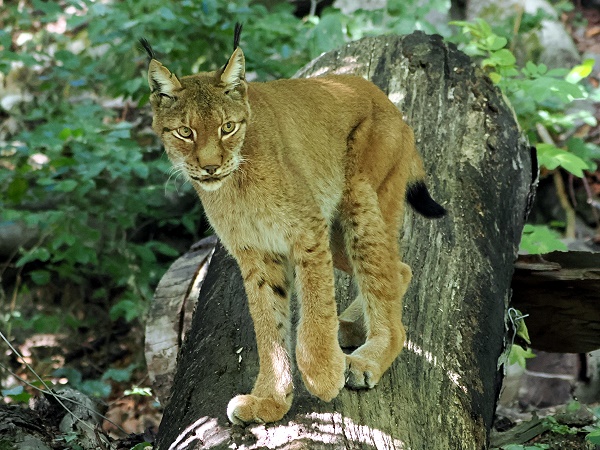 Luchs Katze