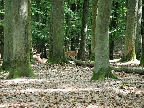 Im Wald