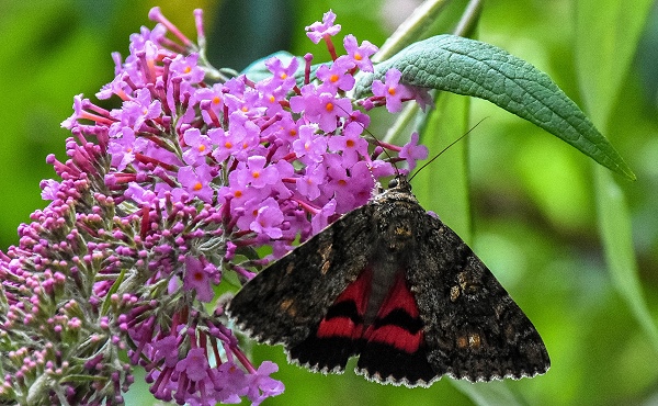 Großes Eichenkarmin