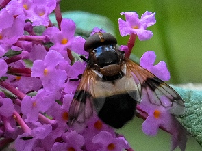 Gemeine Waldschwebfliege