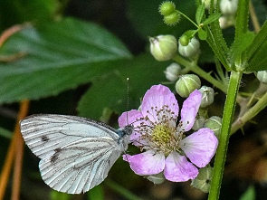 Kleiner Kohlweißling