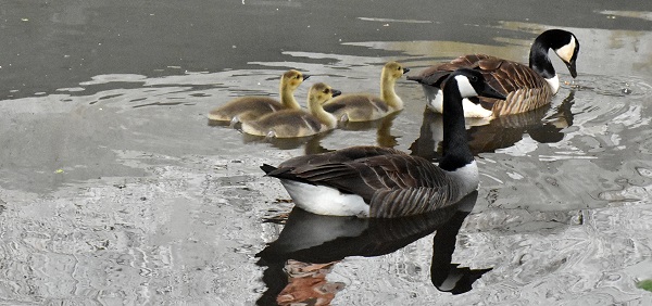 Gänse auf der Queich