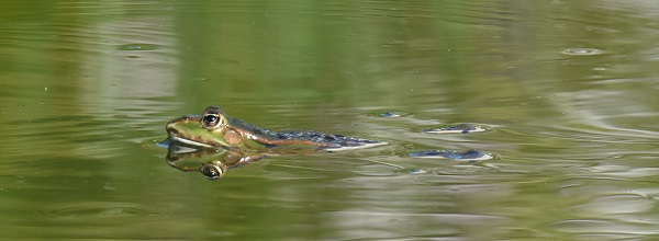 Schwimmender Frosch