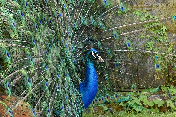 Pfau