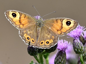 Schmetterling