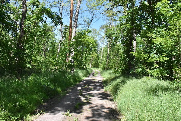 Waldweg