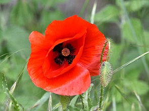Mohn