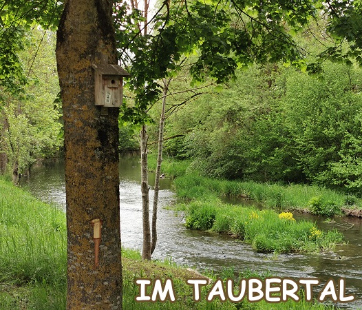 Tauber
