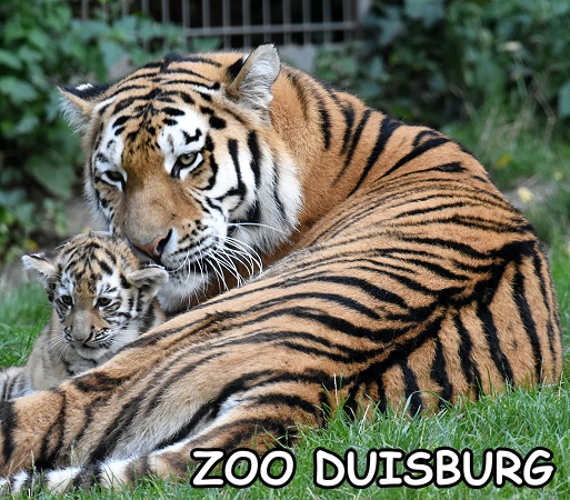 Tigermama mit Nachwuchs