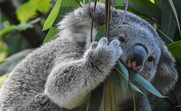 Koala