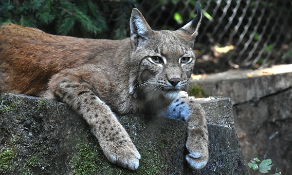 Luchs