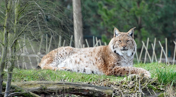 Luchs