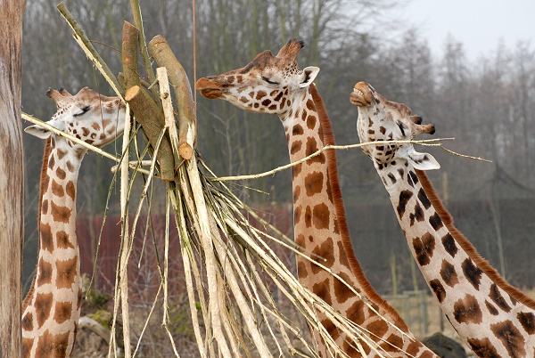Giraffen
