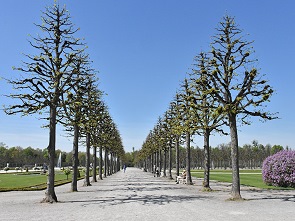 Bäume