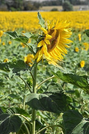 Sonnenblumen