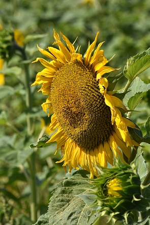 Sonnenblumen