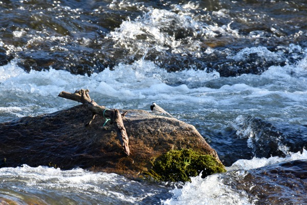 Stein mit Bachstelze