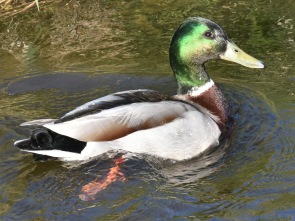 Ente