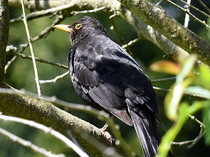 Amsel