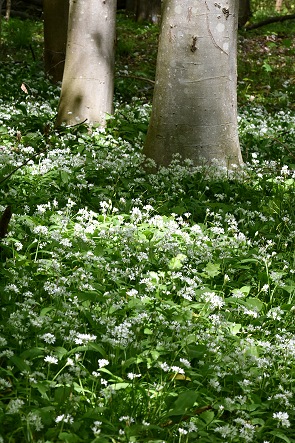 Bärlauch im Wald